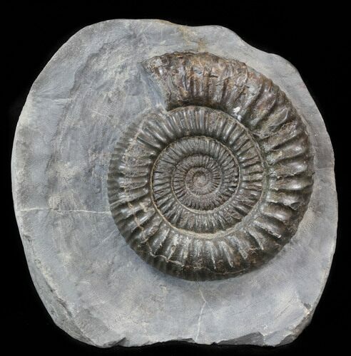 Dactylioceras Ammonite Stand Up - England #38790